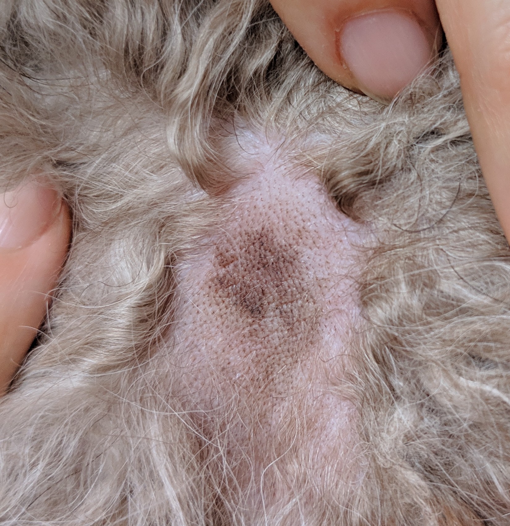 dogs Dark Hairless Spot On Skin Pets Stack Exchange