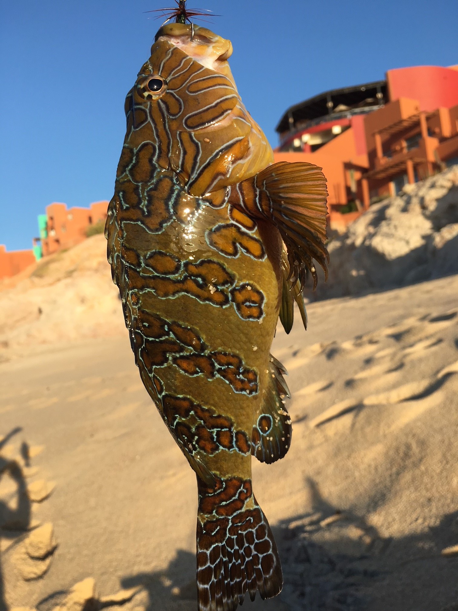 species identification What type of fish is this Cabo San Lucas