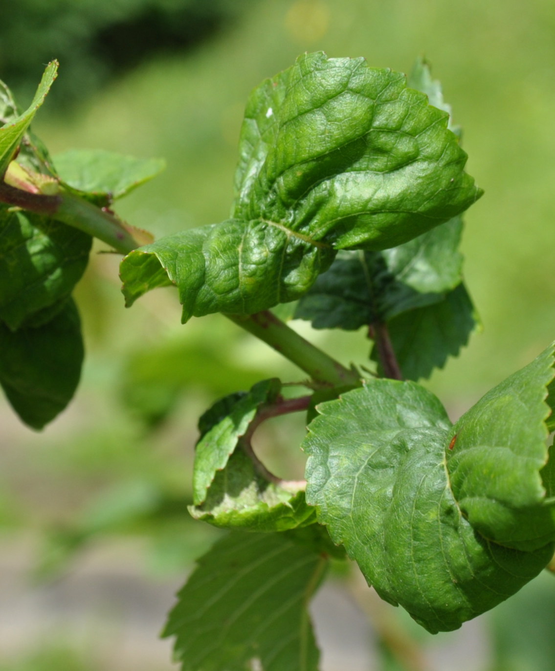 pests Leaves at the tip on new branches of my cherrytrees are
