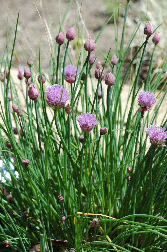 herbs Nonflowering chives Gardening & Landscaping Stack Exchange