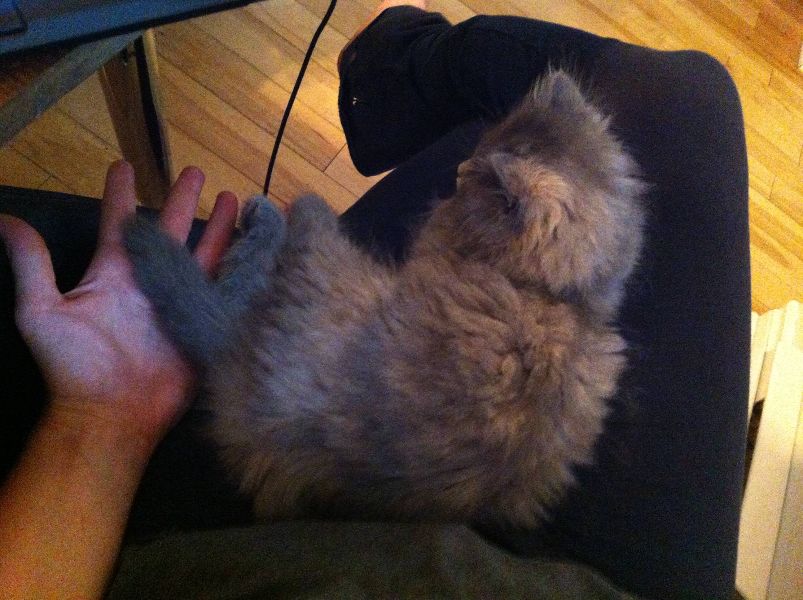 How long will my cats hair be and how do I groom her? Pets Consultants