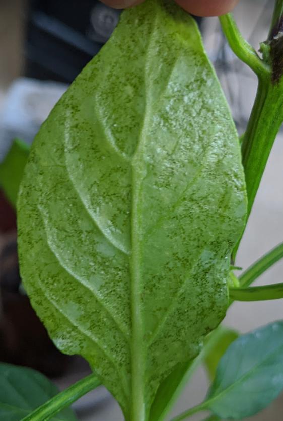 Black Spots On Pepper Leaves
