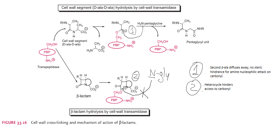 biochemistry For Penicillin Binding Proteins, why is the enzyme