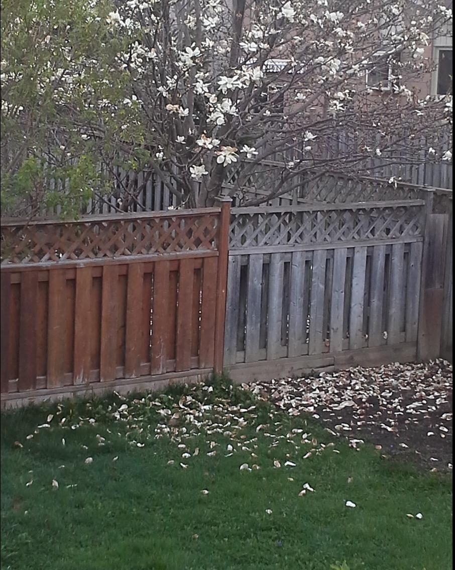 Cleaning and staining a fence with segments of different color and age