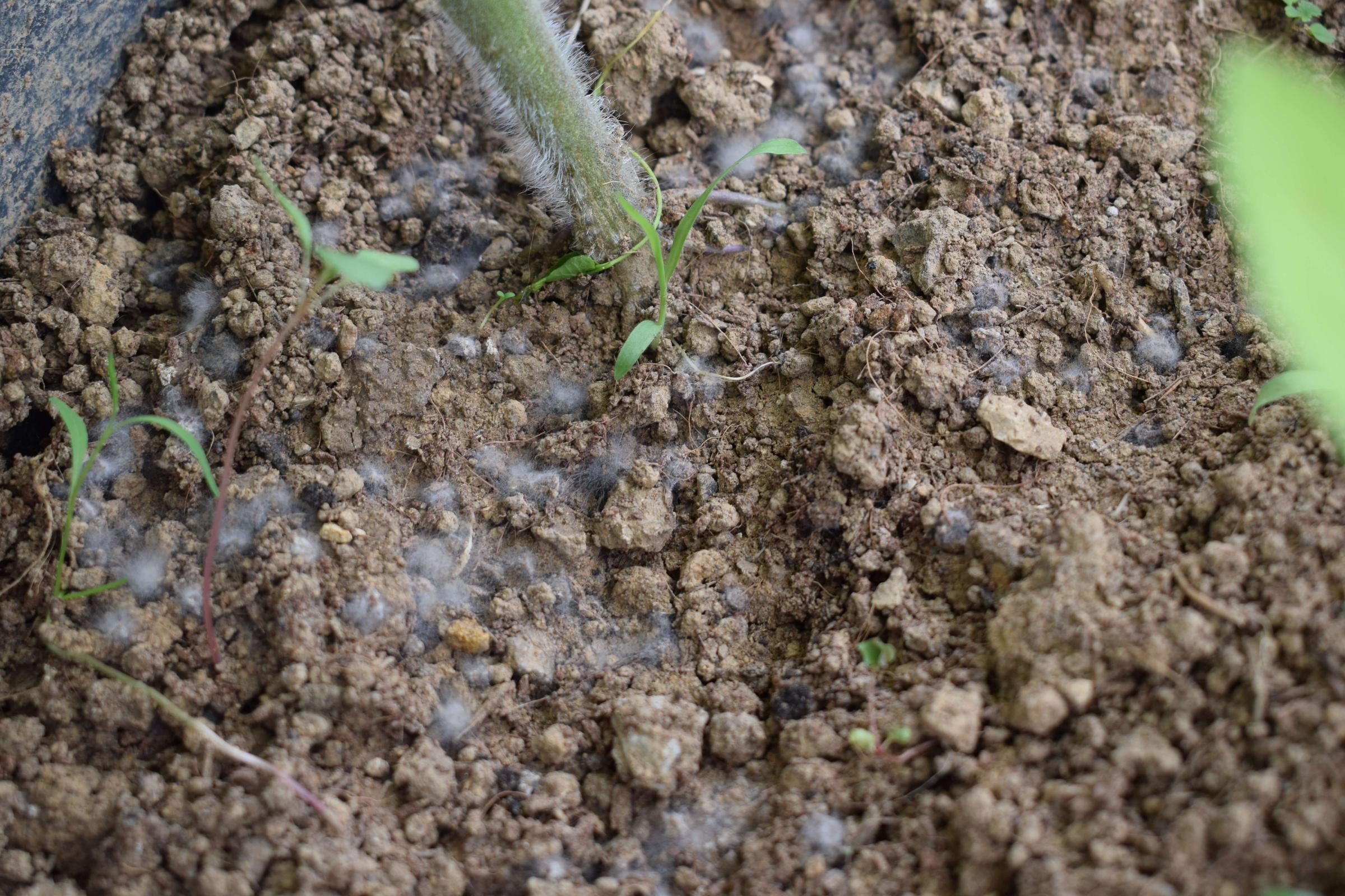 tomatoes Fungi or mold on top of soil in pots Gardening