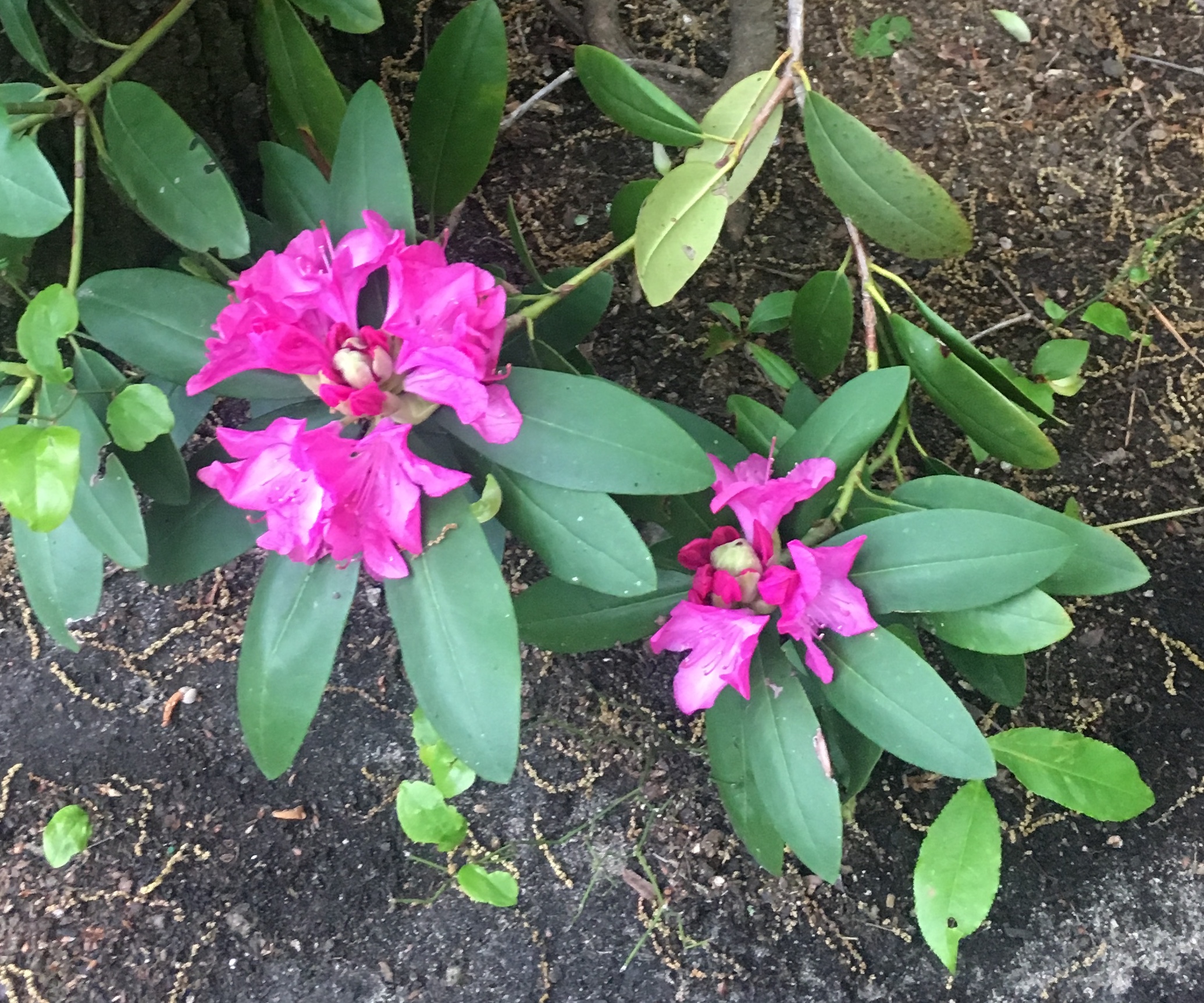 identification What plant is this? Large leaves and pink flowers