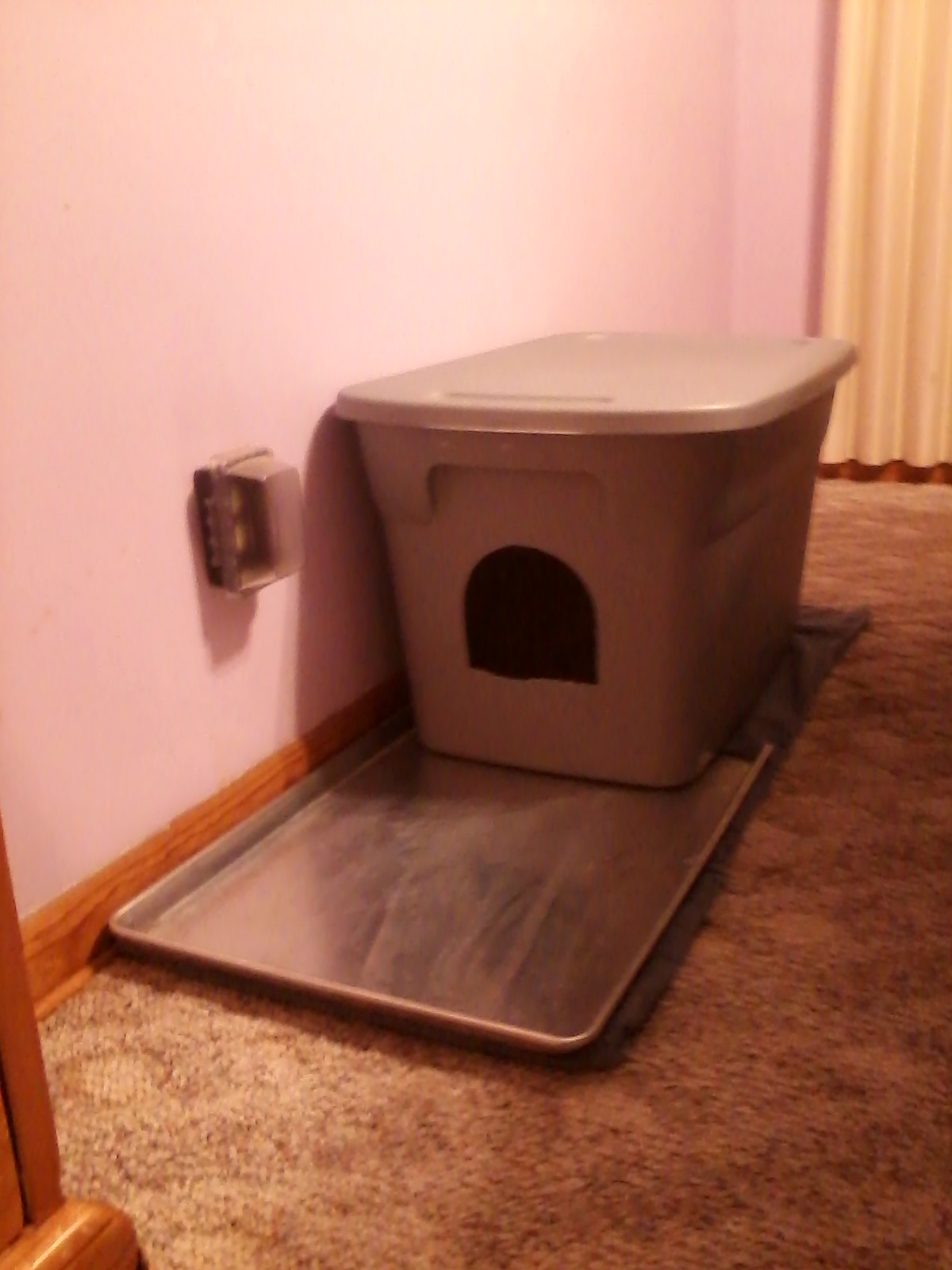 behavior My rabbit is digging at the carpet in the