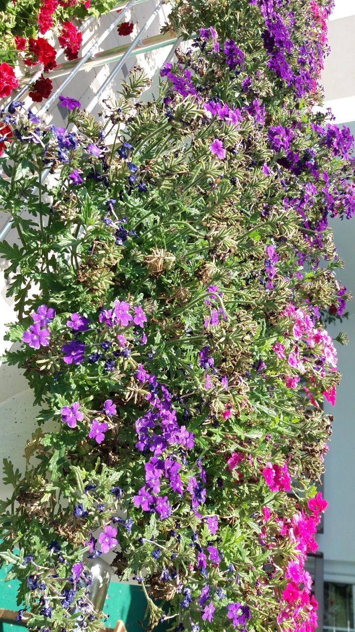 flowers Do these verbenas need deadheading? Gardening & Landscaping