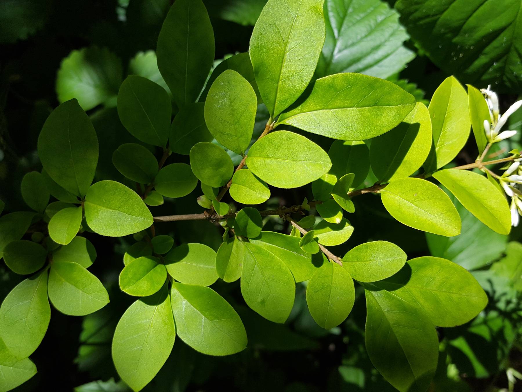 Tree identification Oregon Biology Stack Exchange