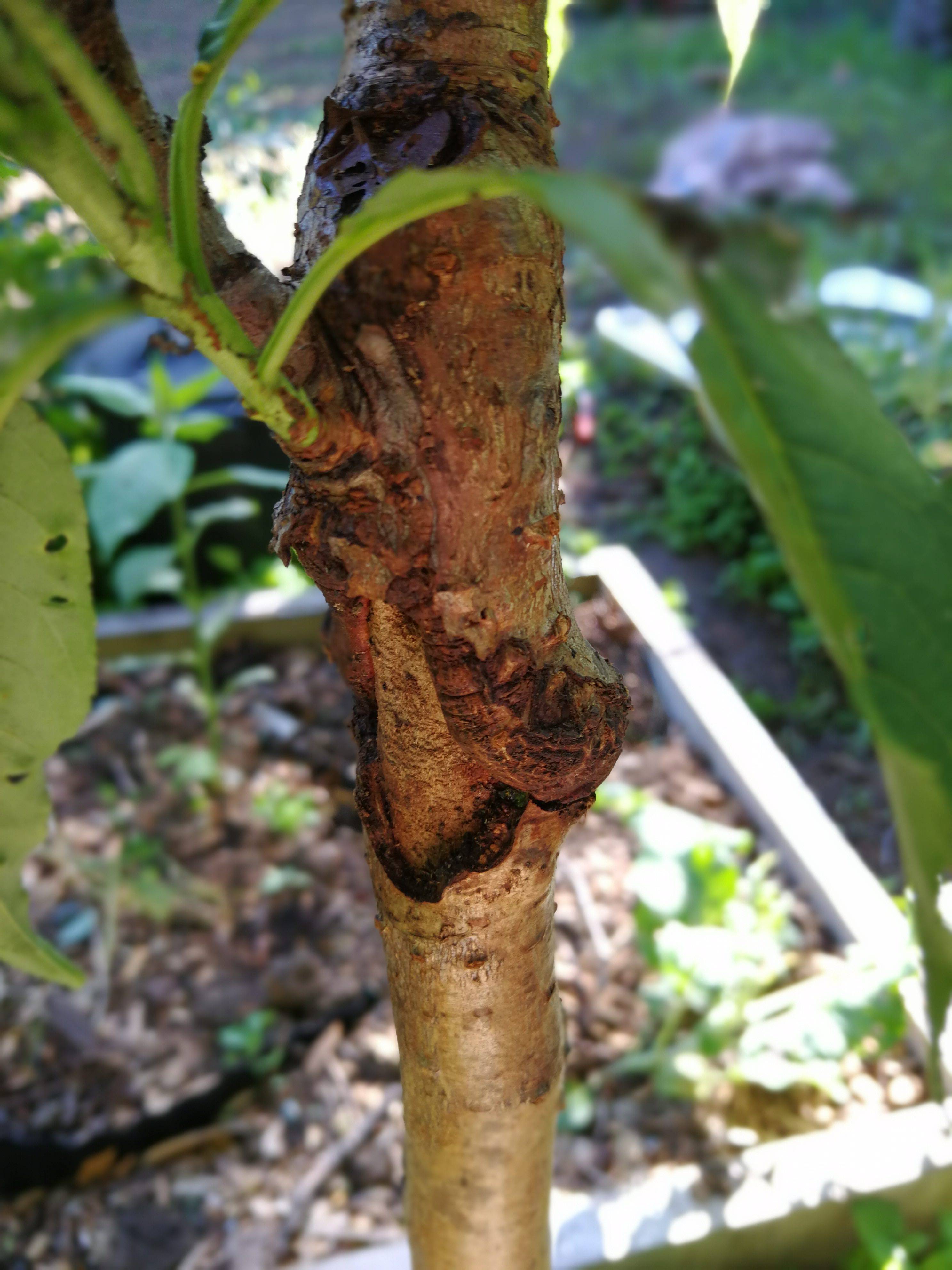 diagnosis How serious is this stem problem of my dwarf peach tree