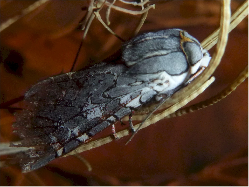 species identification Large black caterpillar, cocoon, moth Los