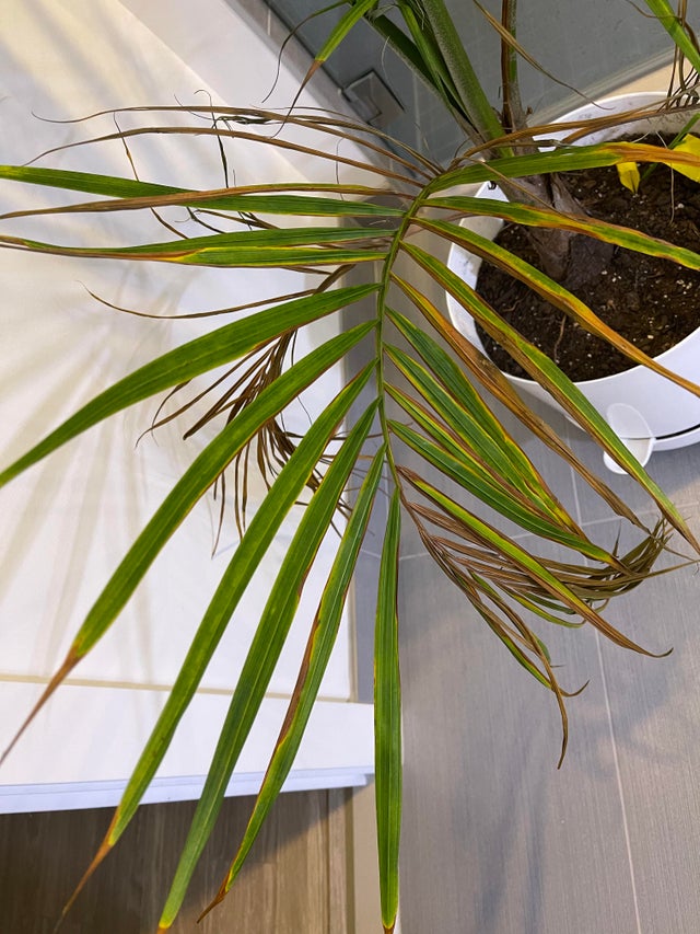 3 brown leaves out of 7 in majesty palm PALMS IN POTS PalmTalk