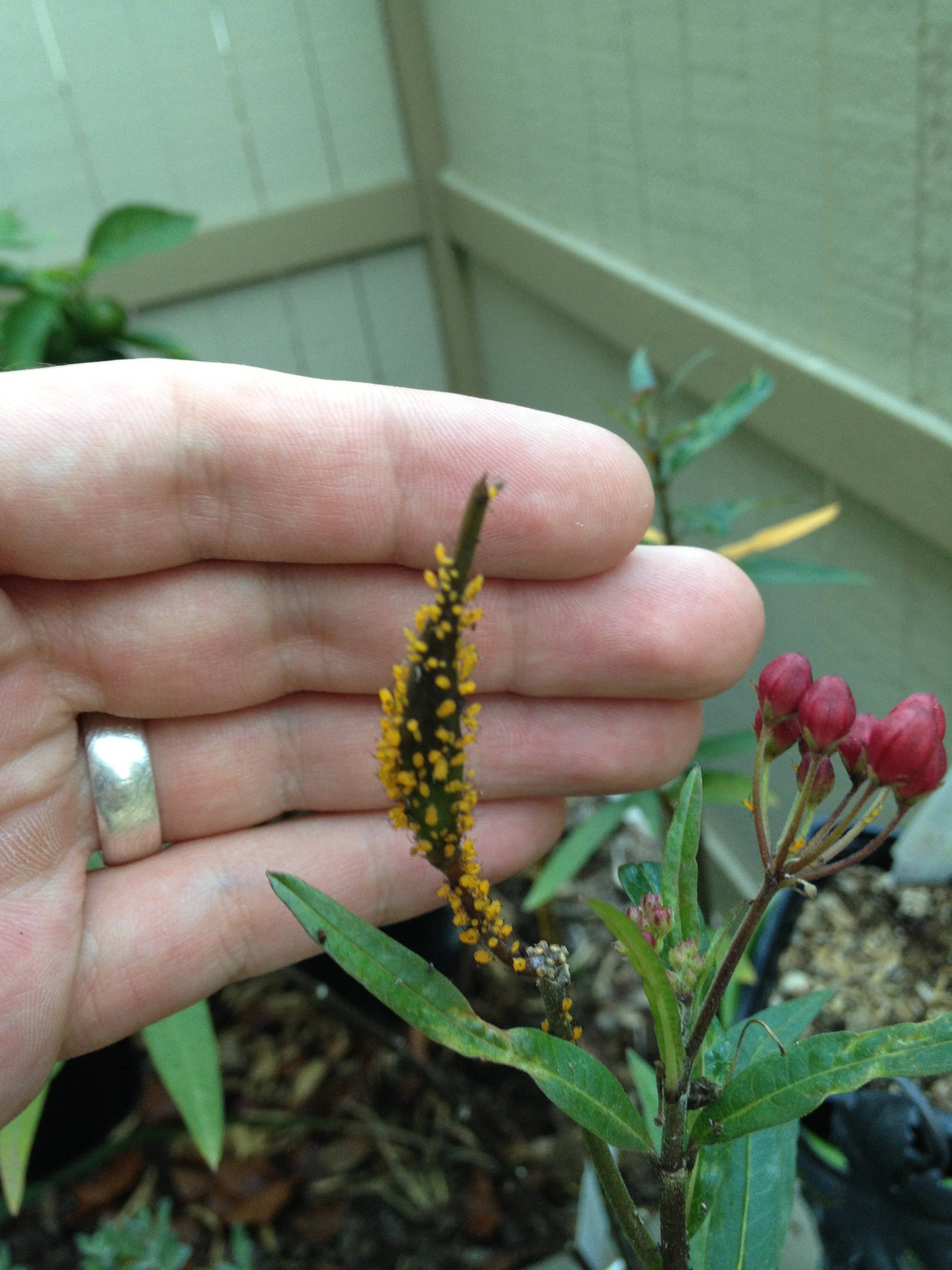 plant health What are these yellow bugs and should I be