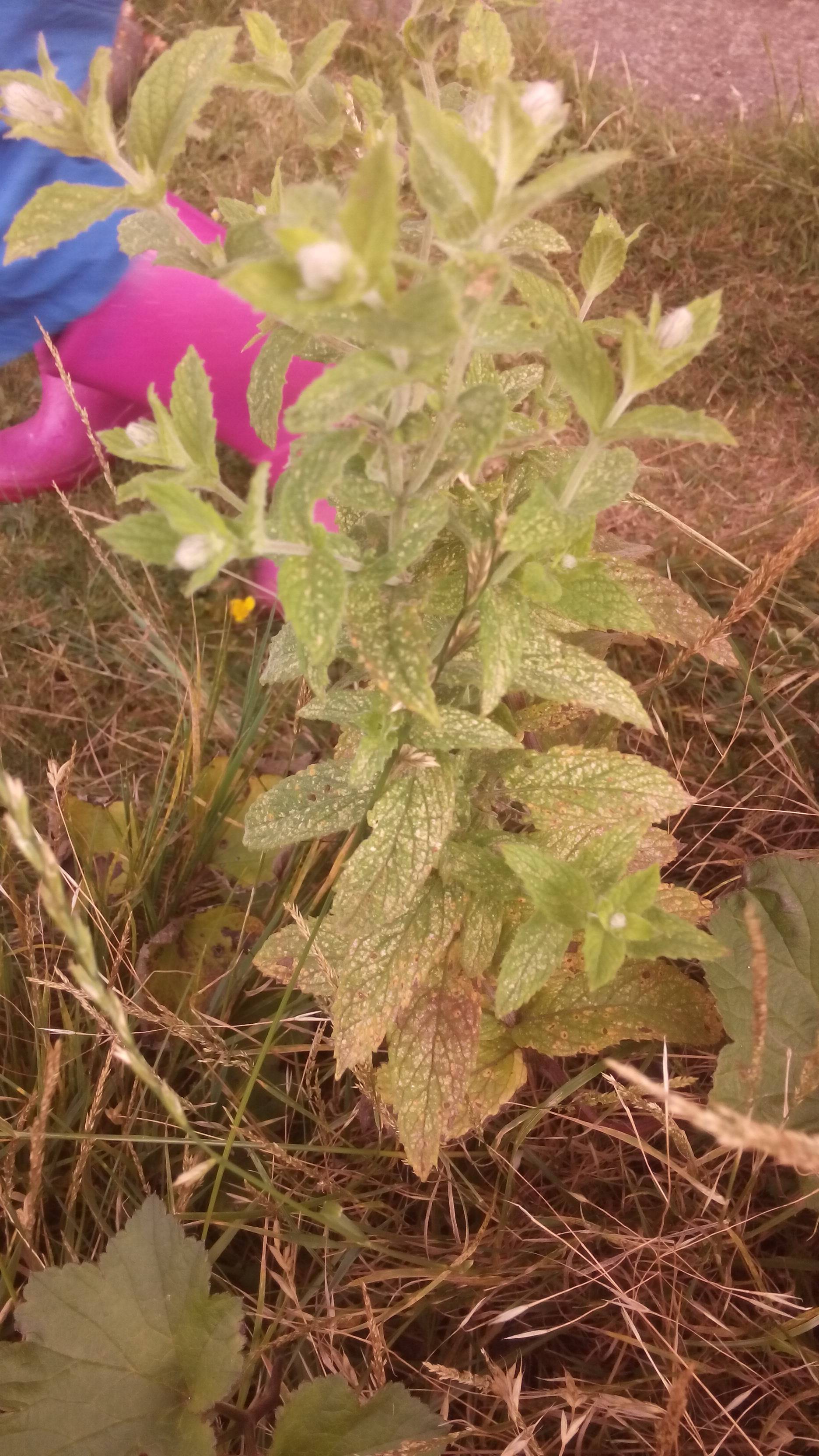diagnosis Brown spots on herbs treatment and are they ok to eat
