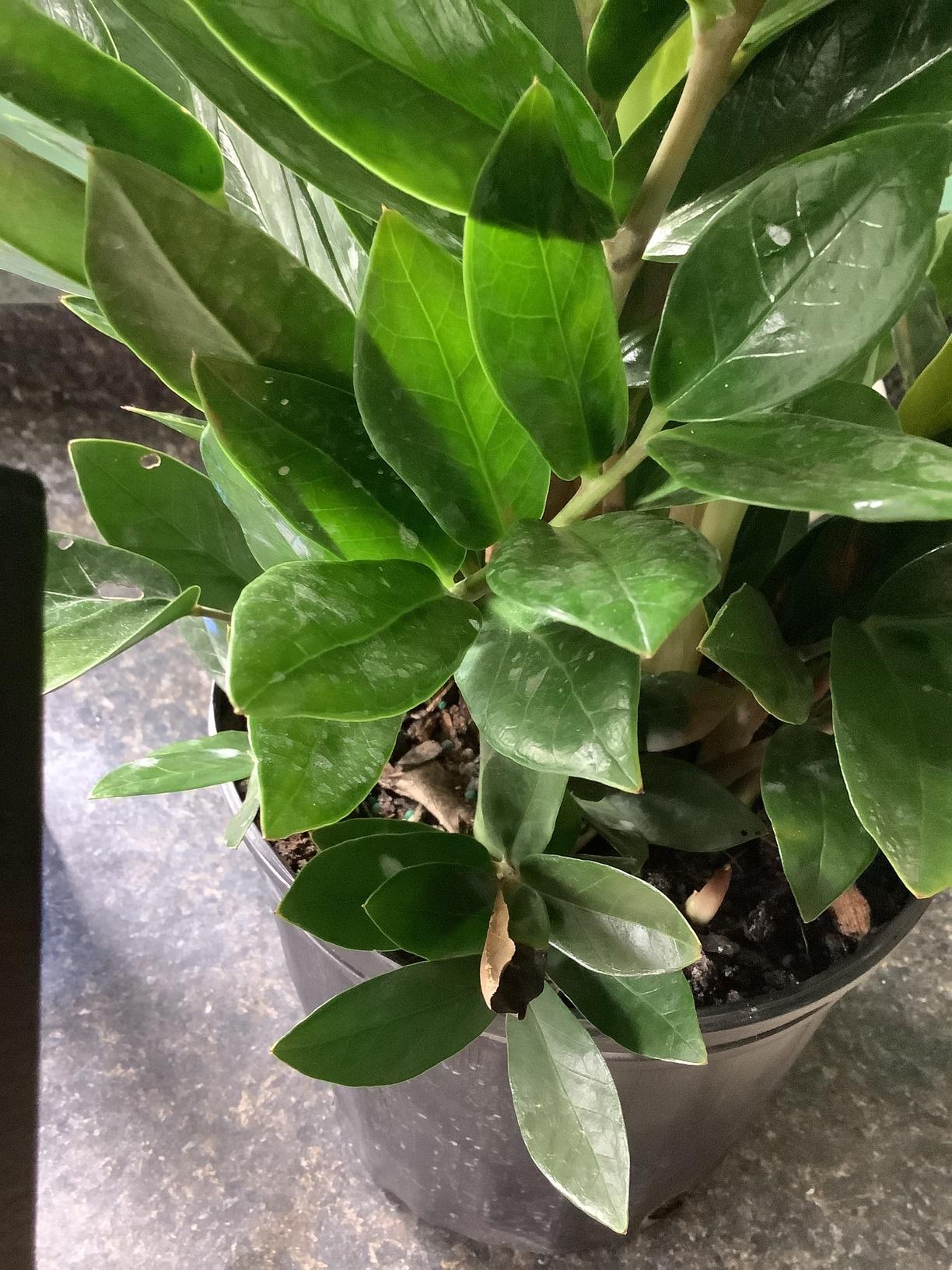 mildew Why does this zz plant have white residue and holes