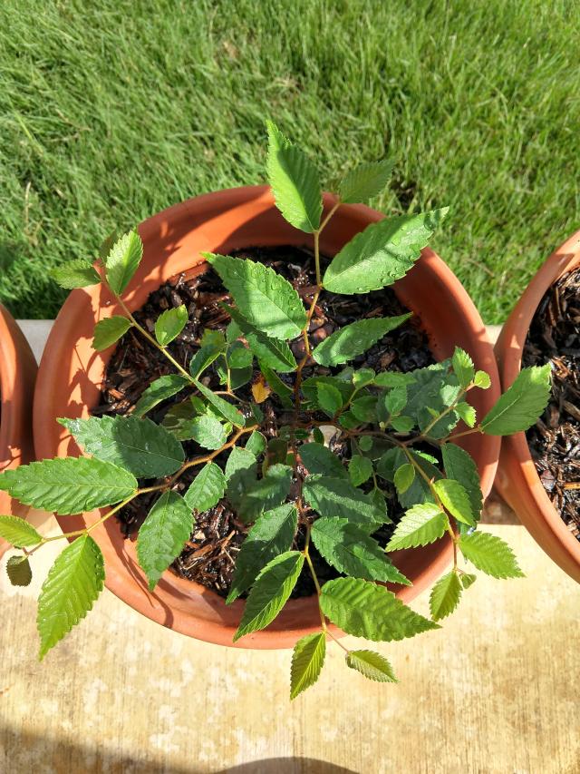 pruning How to prune a Zelkova seedling turning into a multitrunk