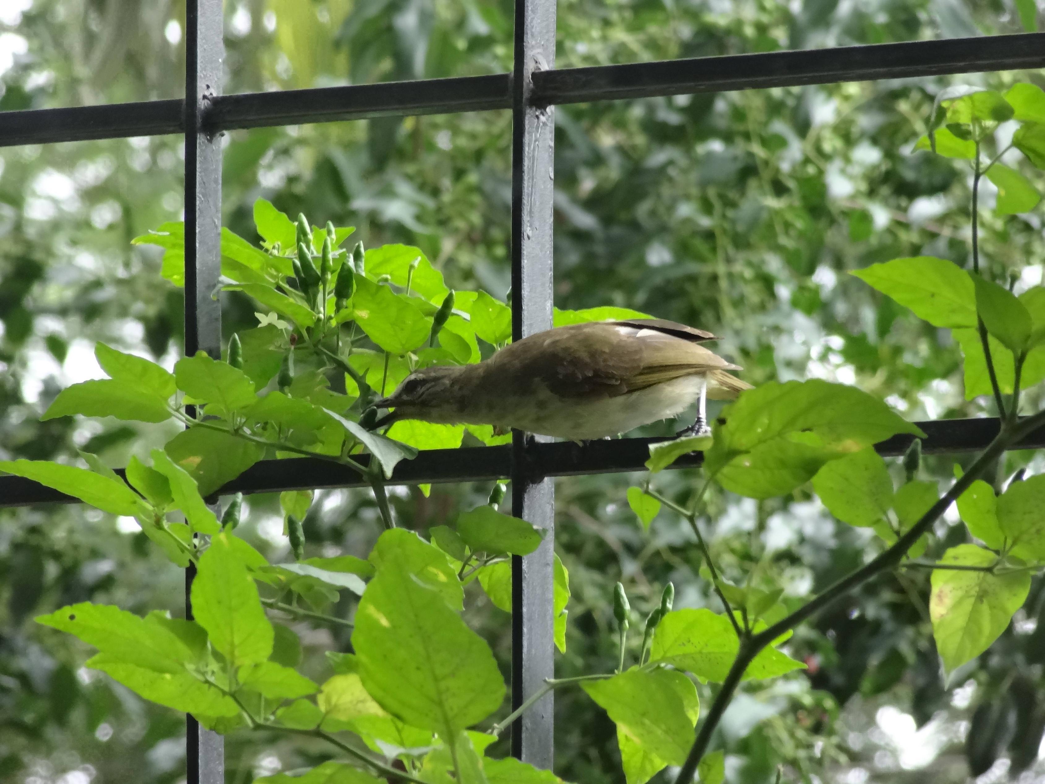 Do birds eat chillies? Do they feel the chilli heat? The Great