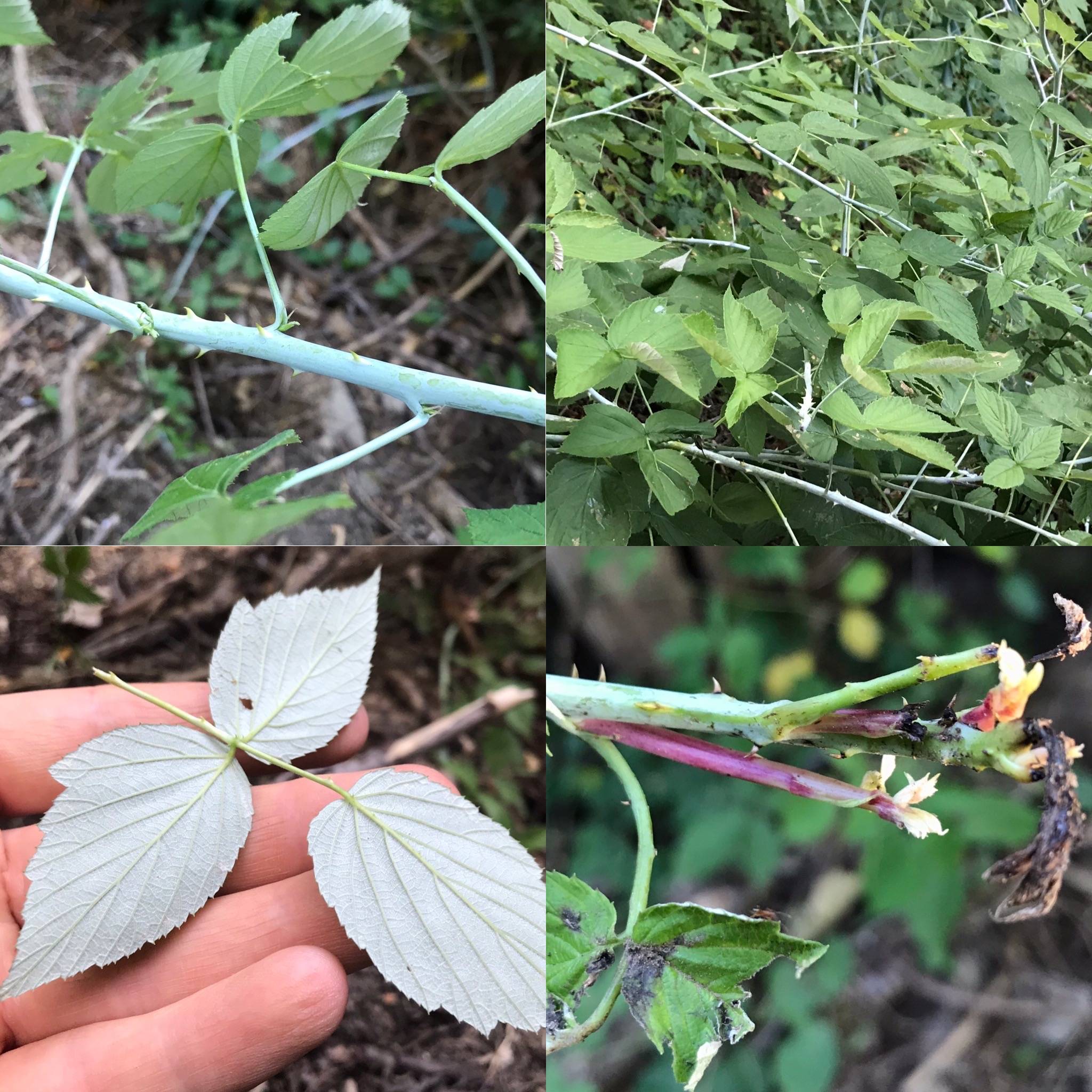 identification Identifying unusual wild raspberry plants
