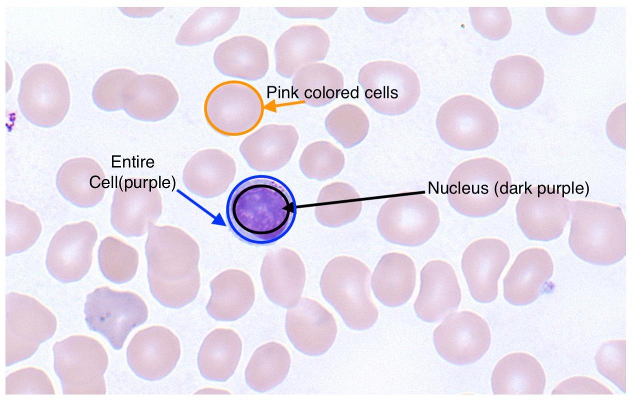Red Blood Cell Nucleus