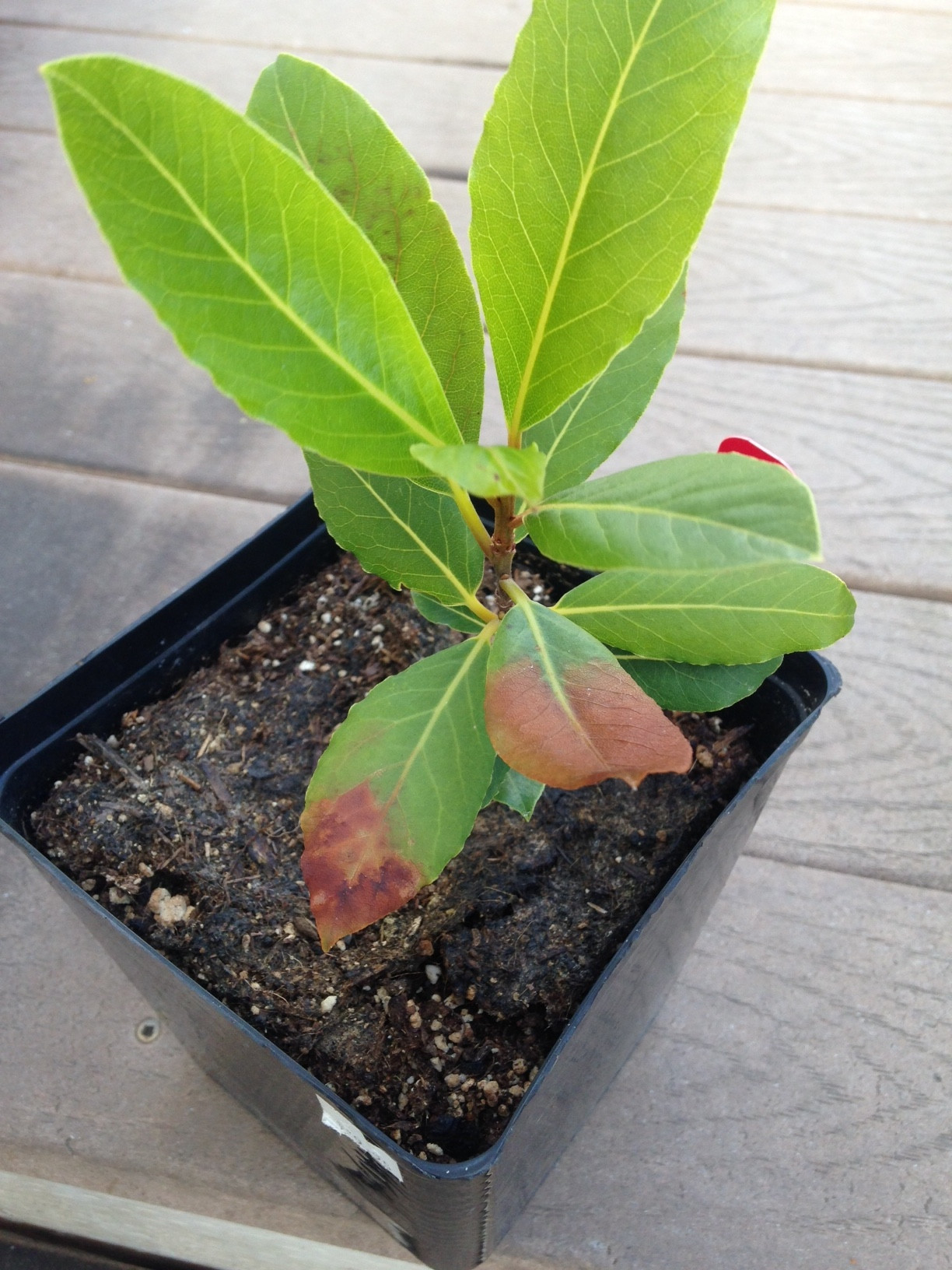 herbs What's going on with my bay leaf? Burnt looking leaves