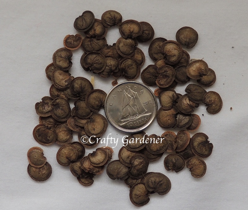 identification What are these small brown curved seeds? Gardening