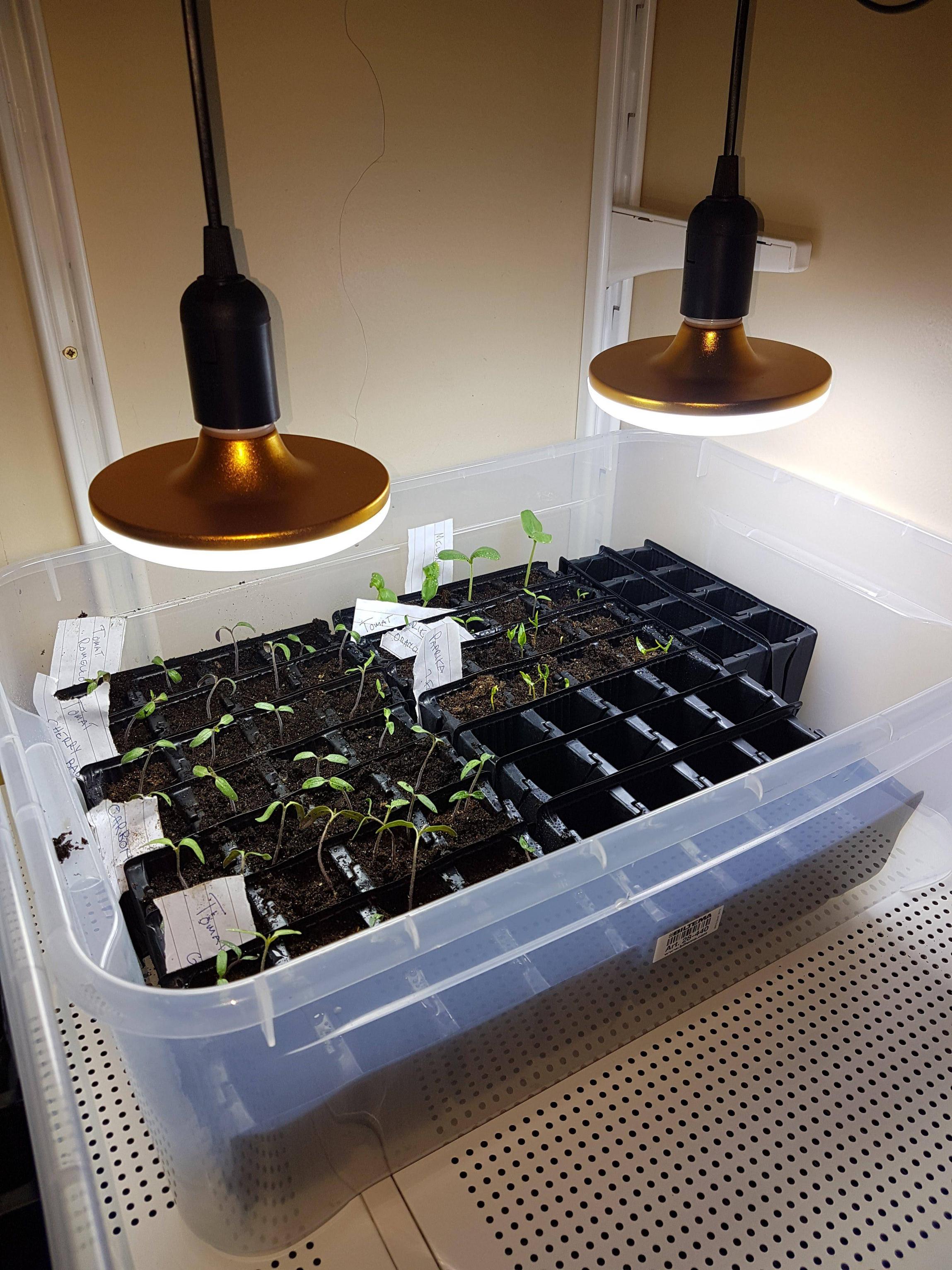 germination Is 60w LED enough light for 0.25m2? Gardening