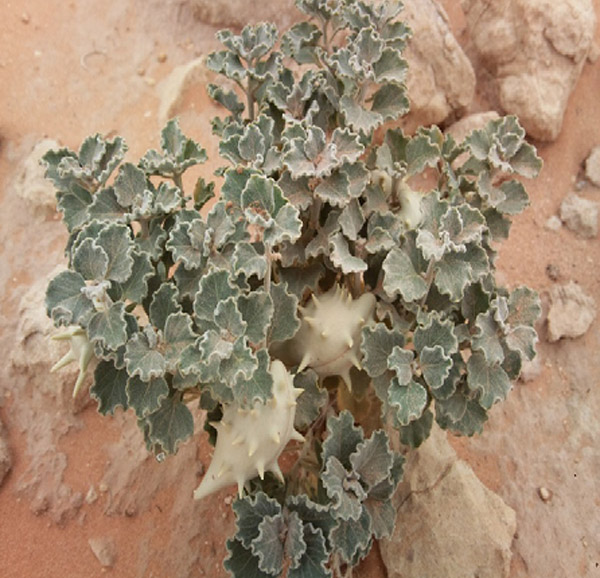 identification Edible Desert Plant Gardening & Landscaping Stack Exchange