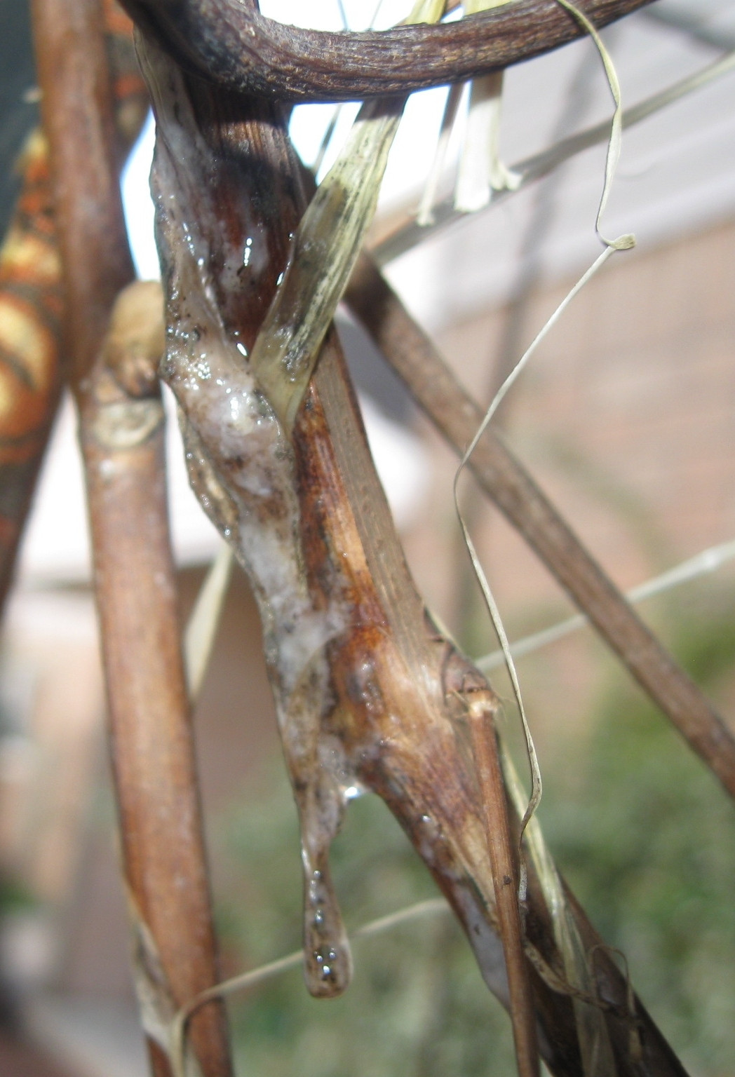 diseases Grapevine leaking water and white mucus Gardening