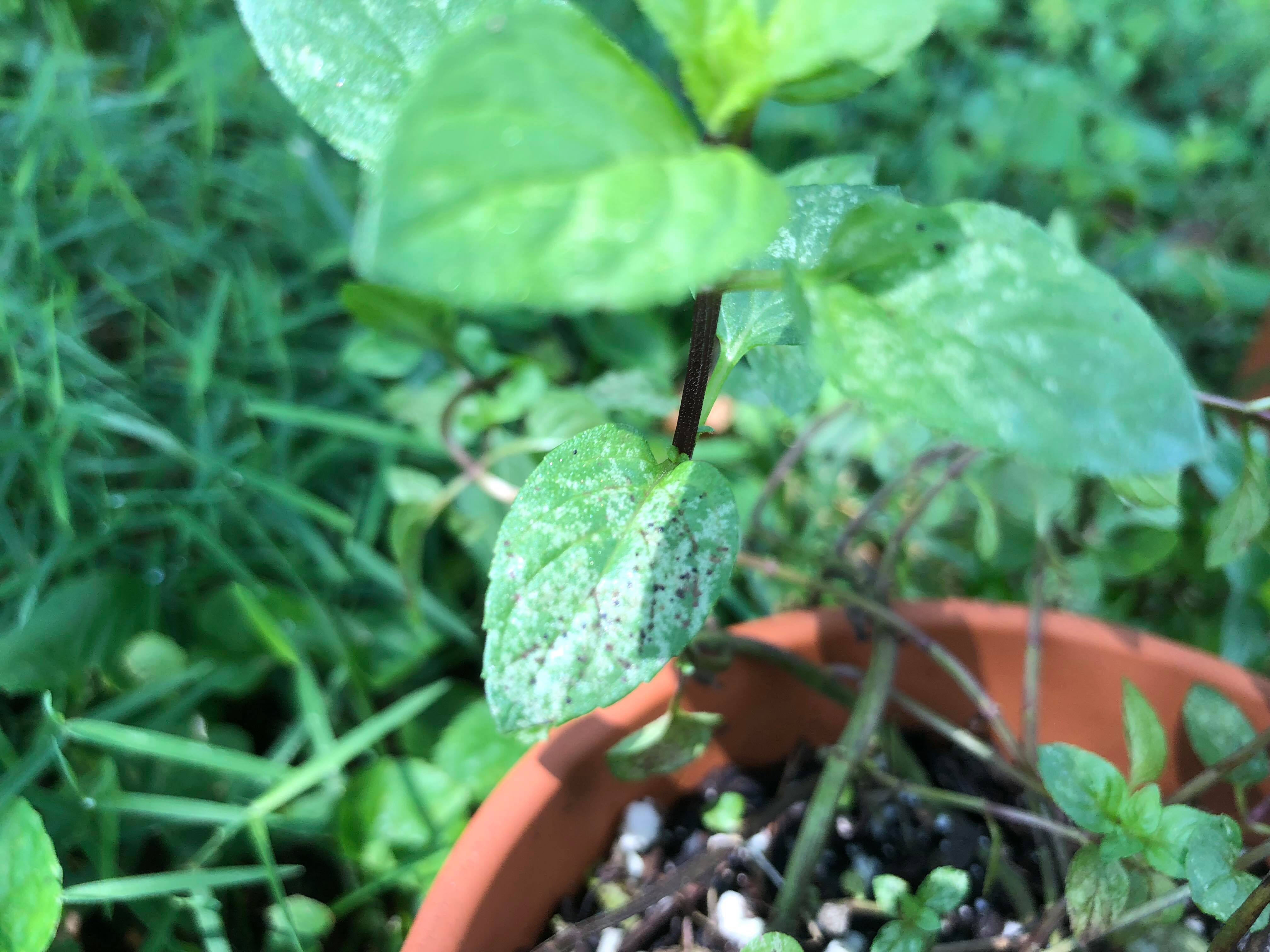 I was wondering if my Chocolate Mint plant had some type of disease