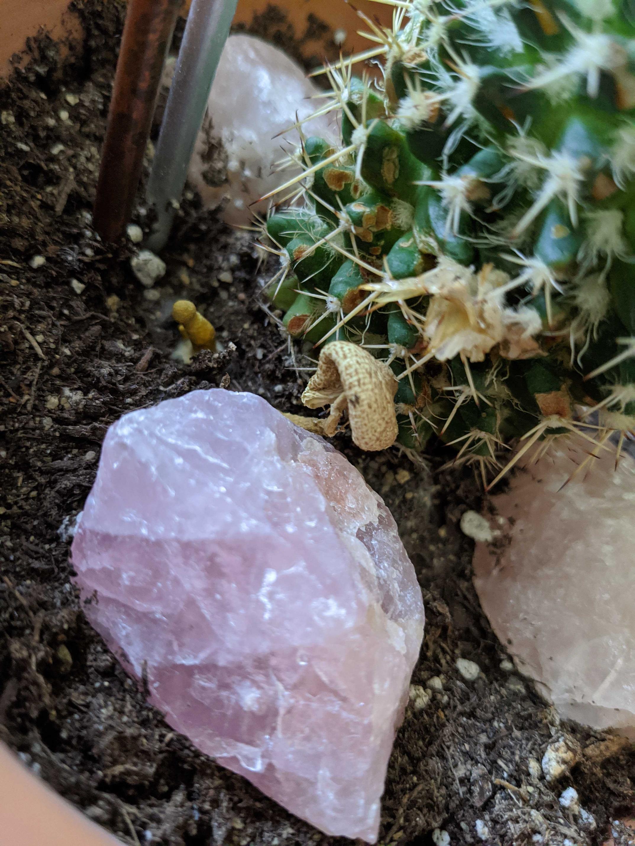 diagnosis Huge fungi in the cactus pot Gardening & Landscaping