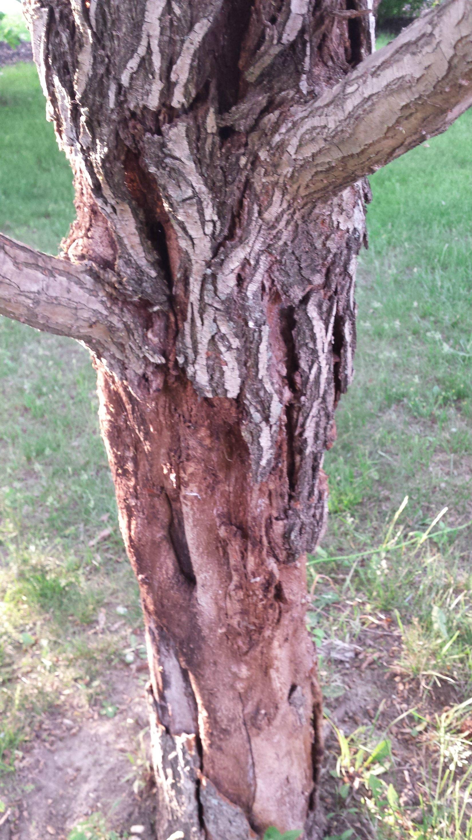 trees Corkscrew Willow Bark Peeling and Bugs Gardening