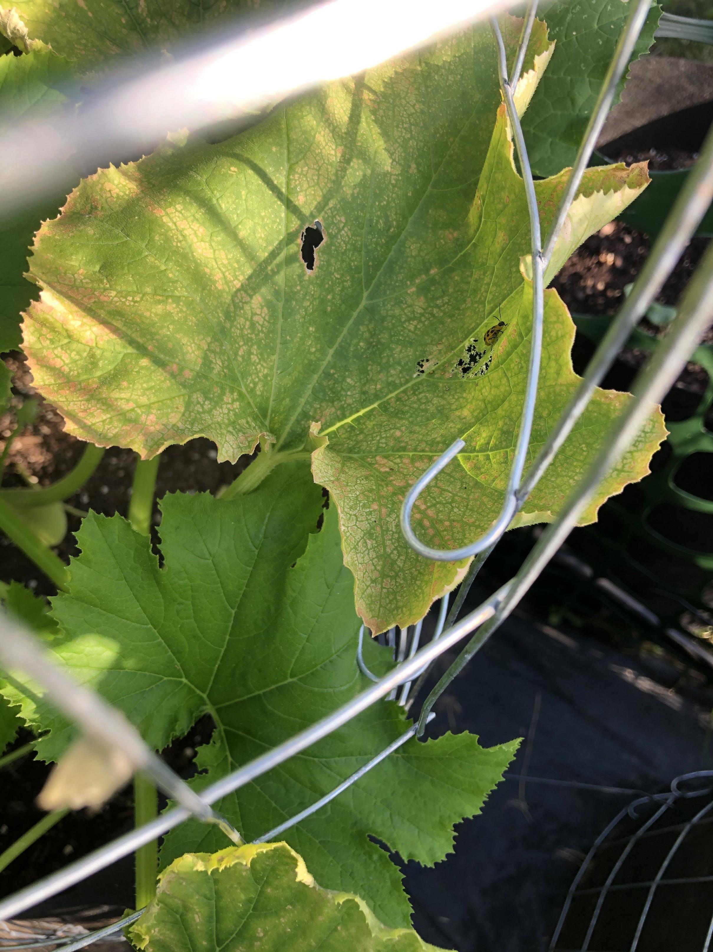 Zucchini Plant Leaves Turning Yellow