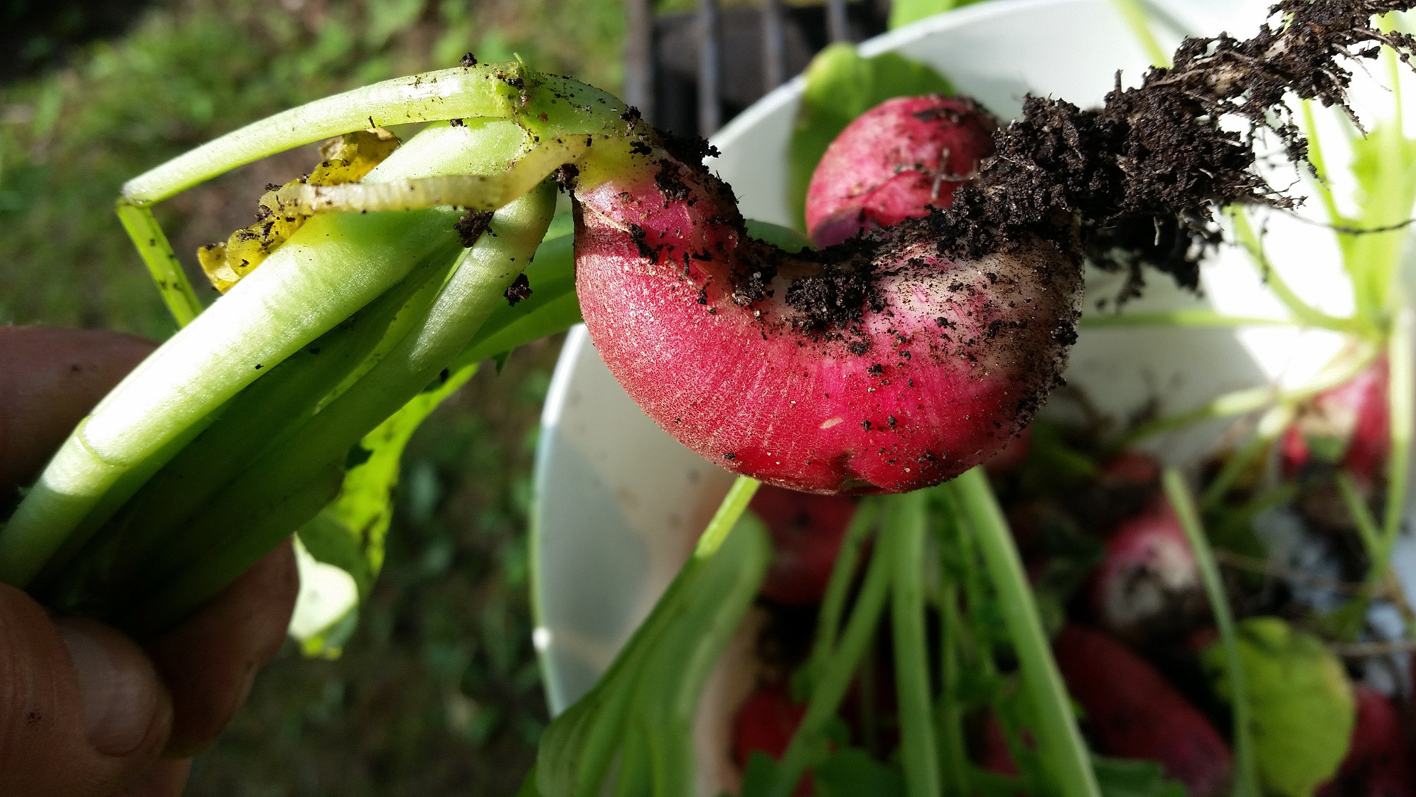 diagnosis Why are my radishes malformed? Gardening & Landscaping