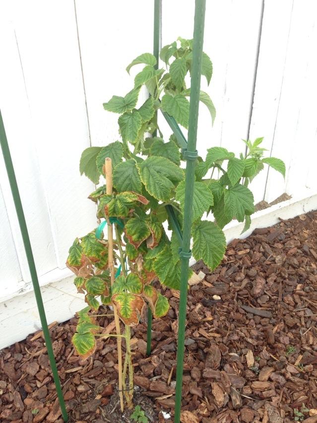 diseases What would cause only one cane of a raspberry plant to show