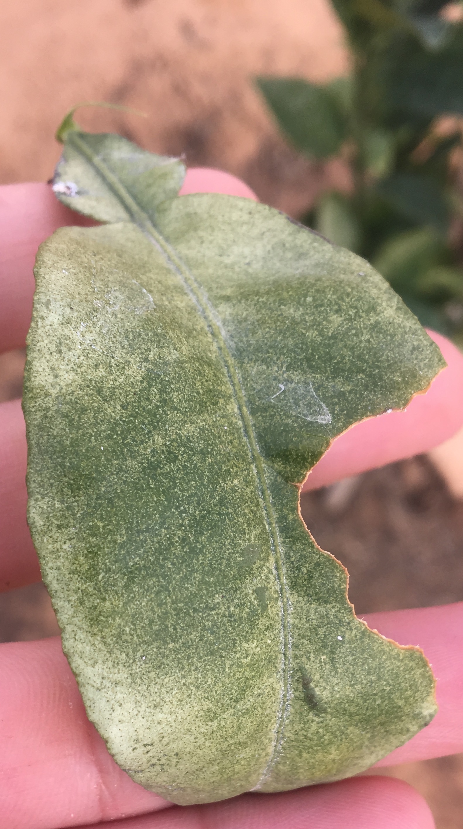 identification Part of the citrus leaves are dull and dark graying