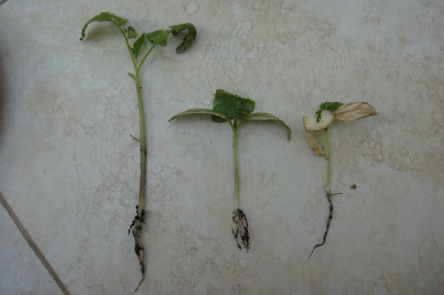 watering Are my tomatoes and cucumbers dying from overwatering