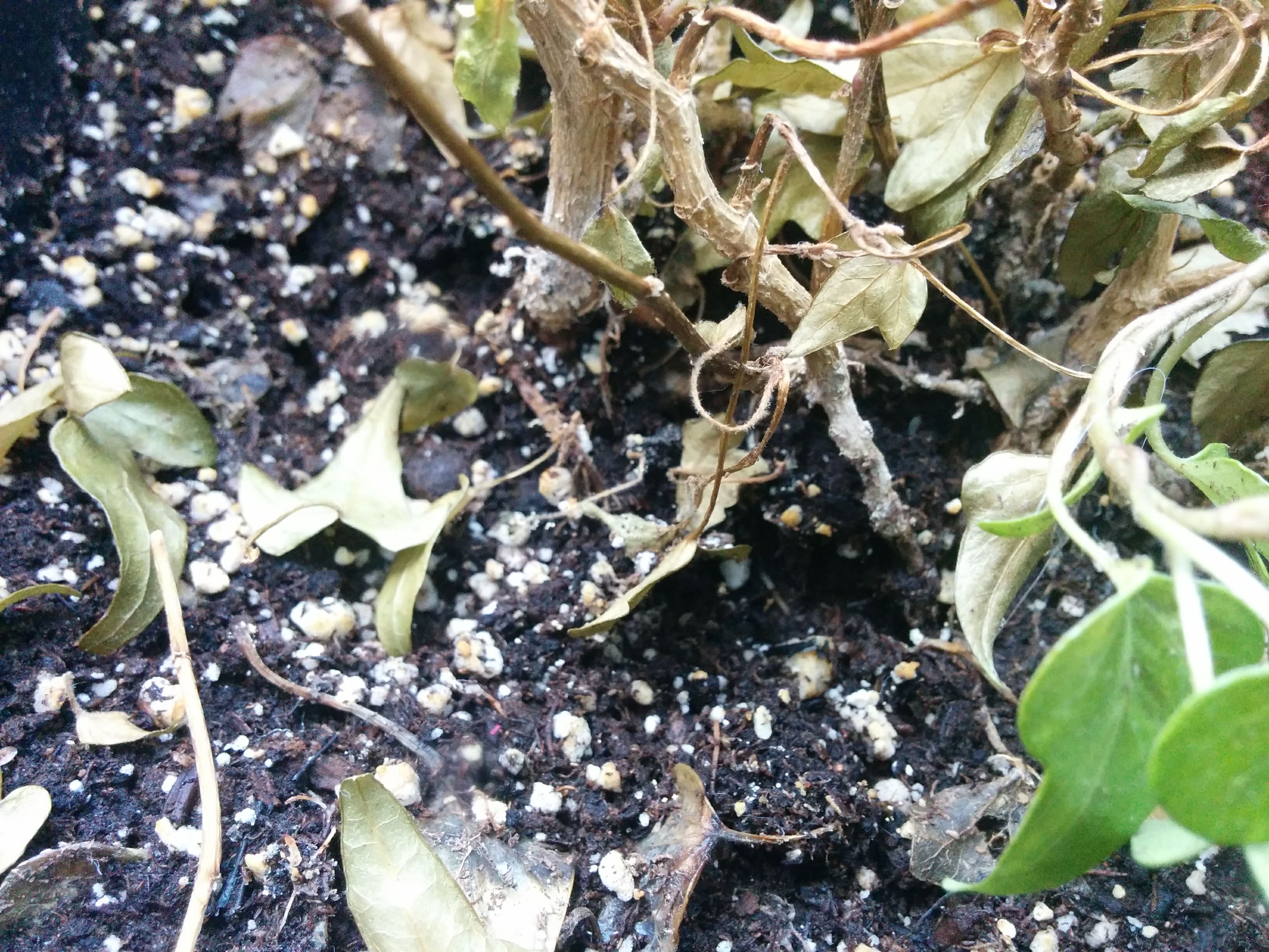 fungus English Ivy plant dying, with white spots at the base
