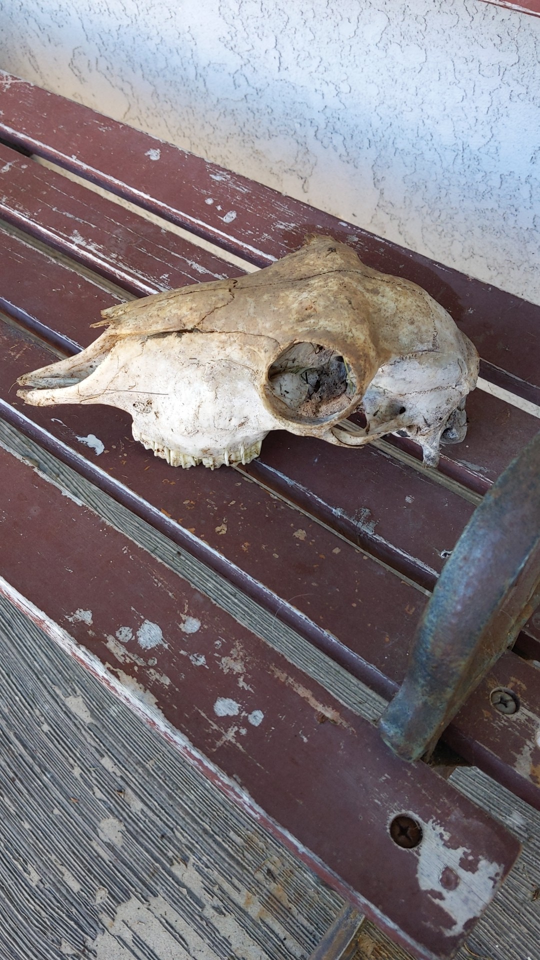 animals What's the best way to preserve a skull, without bleaching