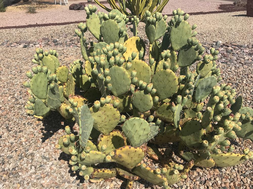 cactus Some Pads Turning Yellow on 35 yo Opuntia engelmanii Is