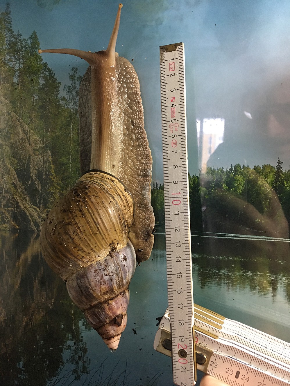 What's the exact species of this African Giant Snail? Pets Stack Exchange