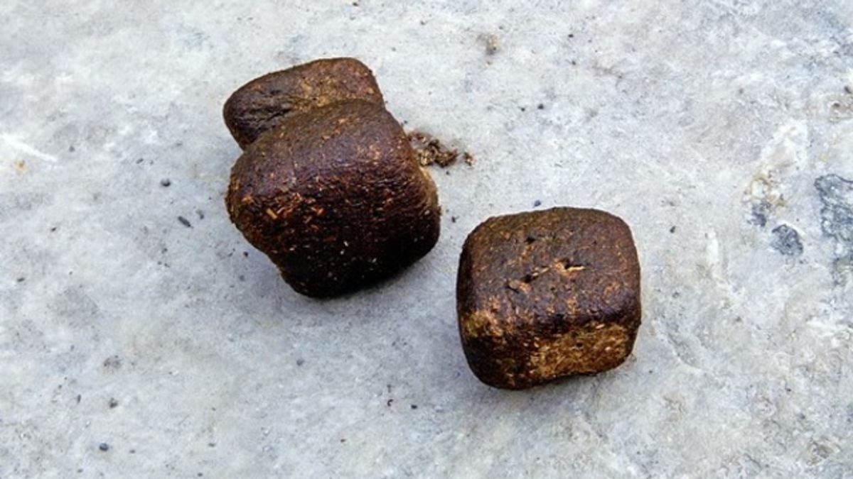 zoology Why is wombat scat (feces) shaped like cubes? Biology Stack