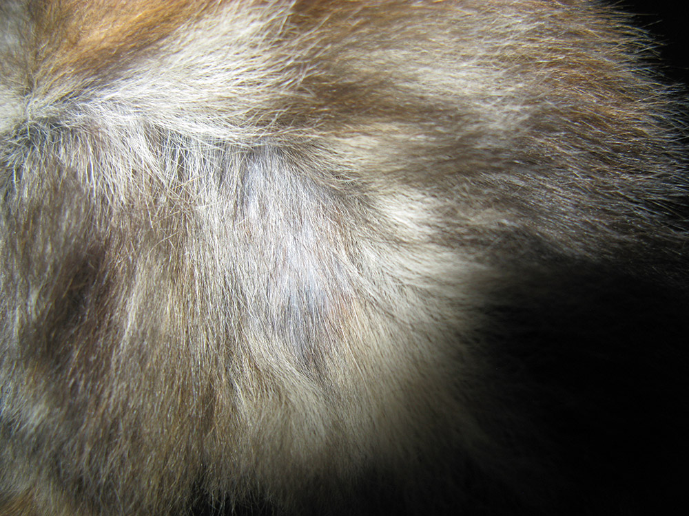cats Diagnosing a skin condition in a kitten with no qualified vets