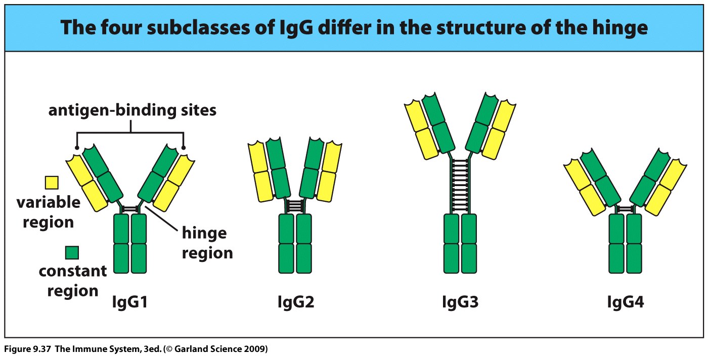 biochemistry Dimerization of Immunoglobulin G Biology Stack Exchange