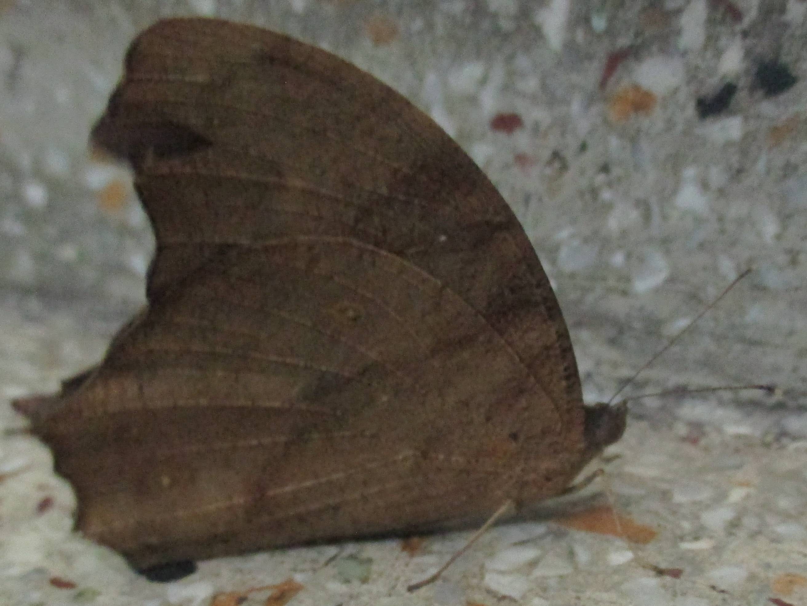entomology Identification of brown butterfly with orange/black/white