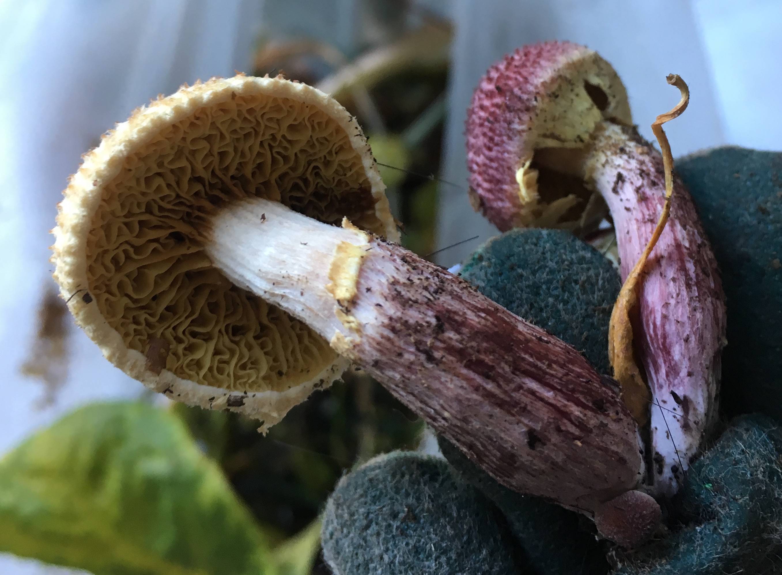 Mushrooms Growing In Potted Plant All Mushroom Info