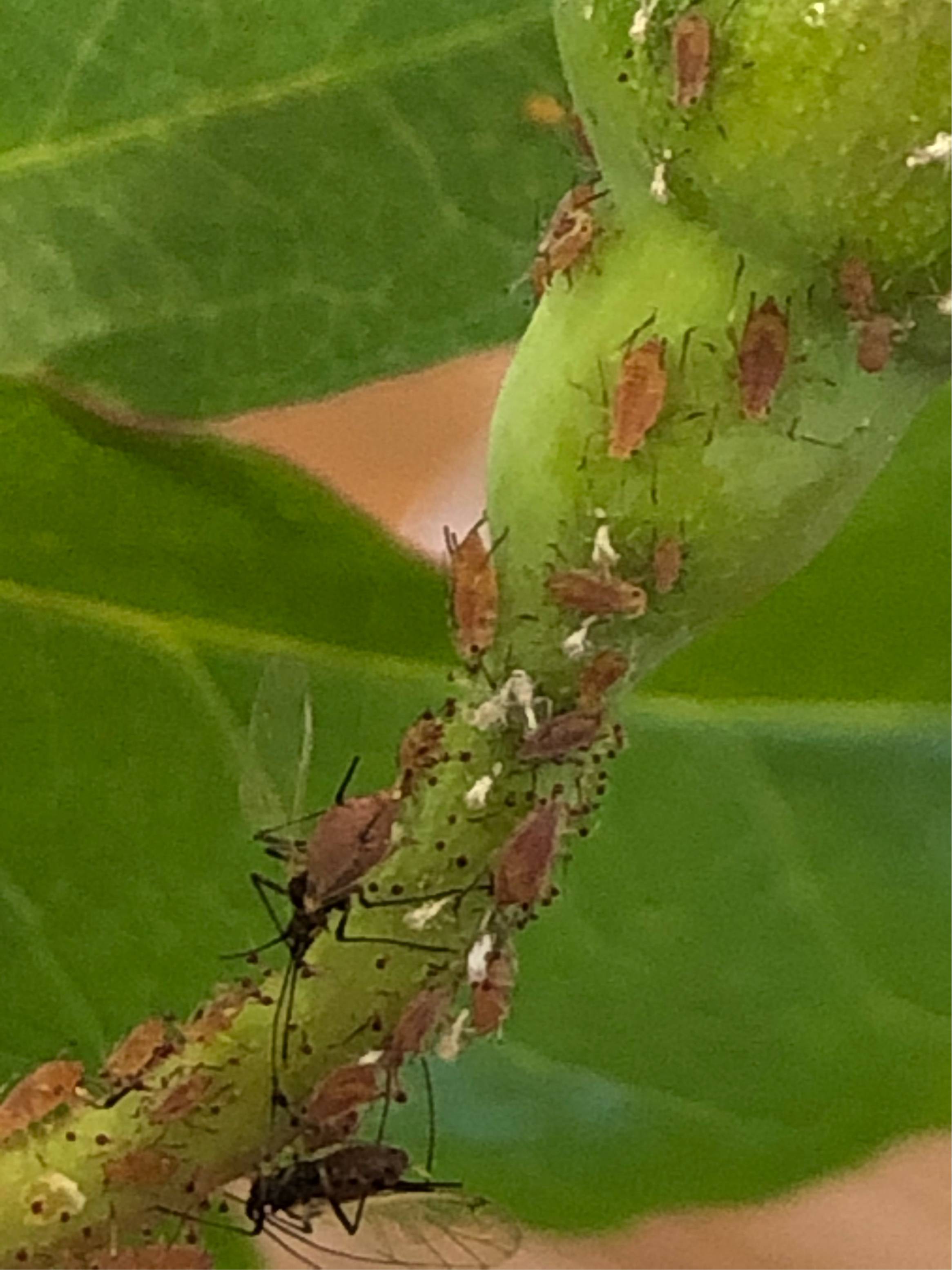 identification Can anyone identify these insects in my rose bud
