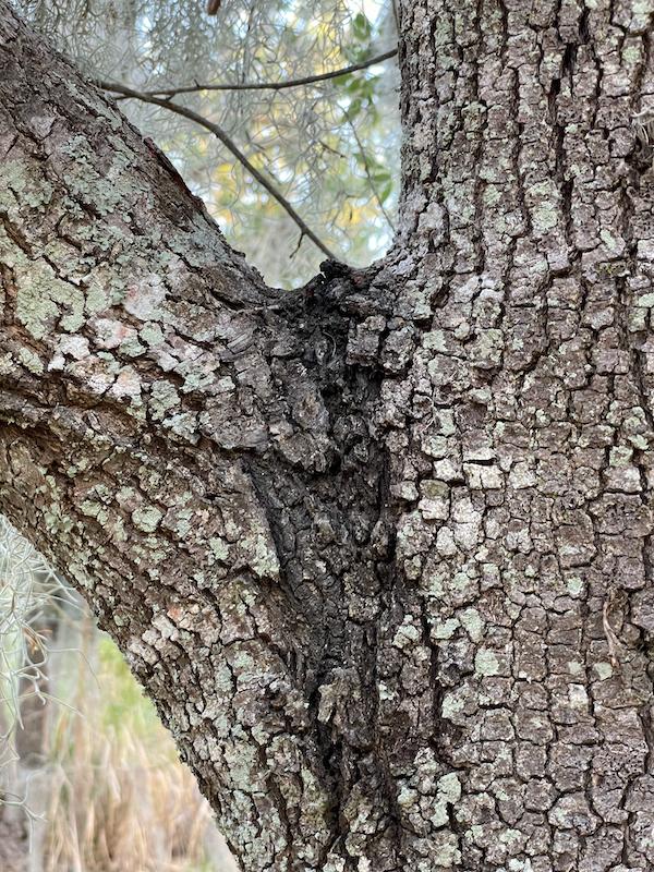 diseases Cathedral Live Oak health concerns Gardening & Landscaping