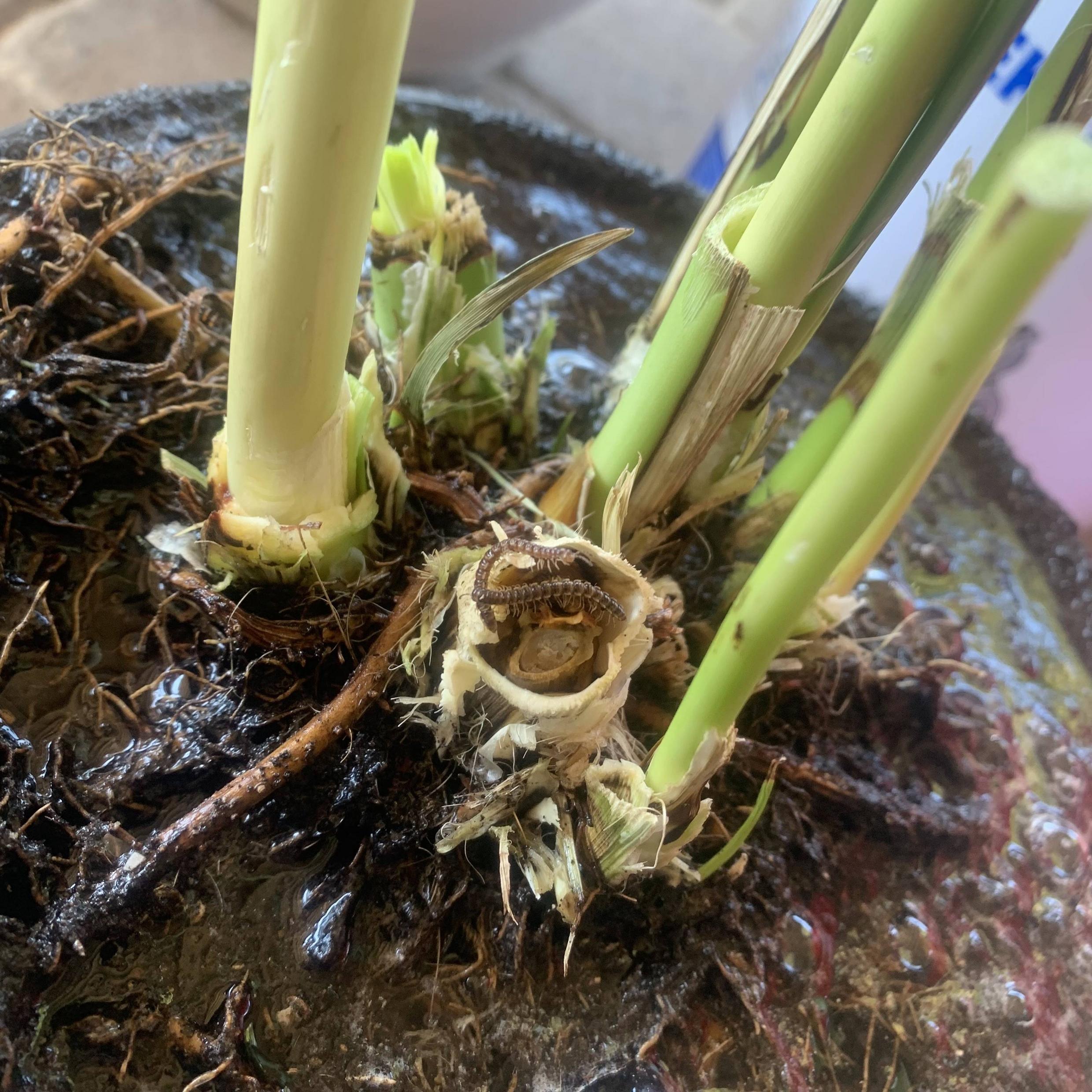 identification My Cat Palm Has Dark Brown Streaks , brown leaf tips