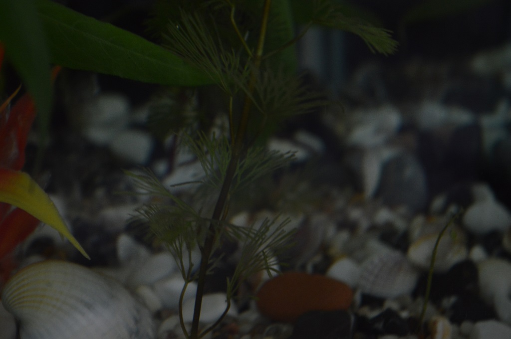 My aquarium plants' leaves are dying Pets Consultants