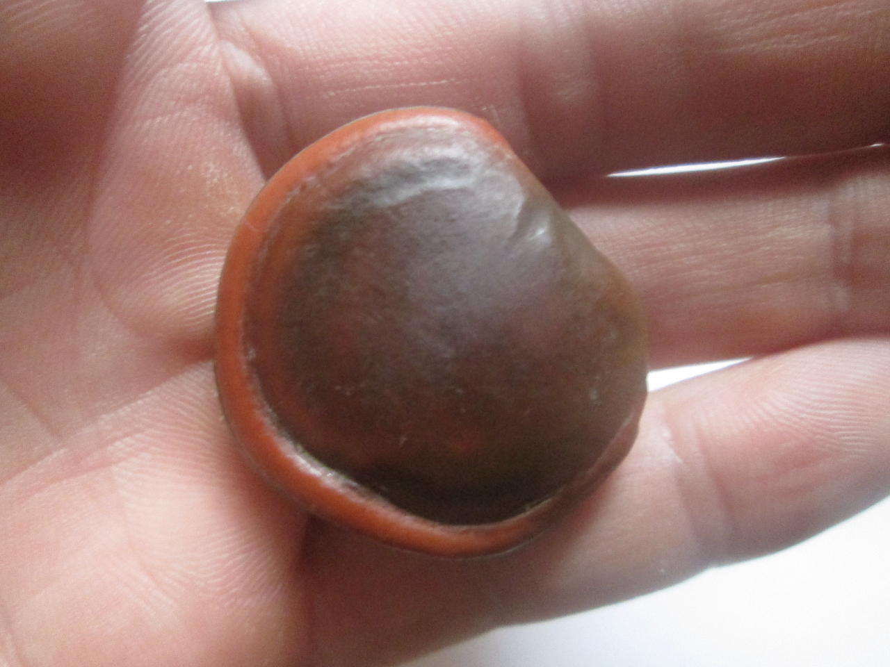 identification What is this 3 cm brown seed? Gardening